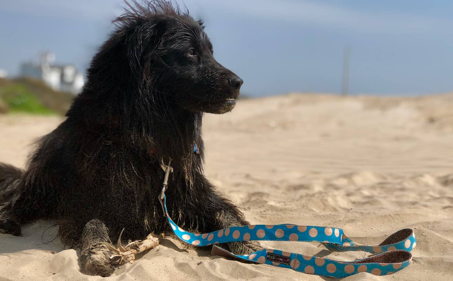 Walk-e-Woo – wholesale Halsband - Hund – Tan Dot på turkos (kragar & tillbehör)3