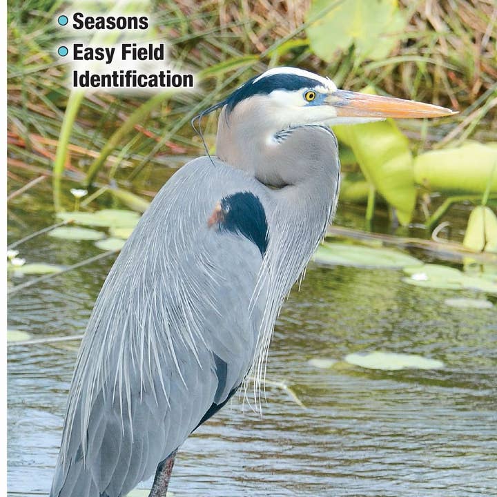 Quick Reference Publishing, Inc - Vendita all'ingrosso Guide naturalistiche - Uccelli del sud-ovest della Florida