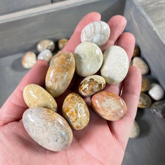 Pierres roulées en corail fossile – Sac en vrac de 1 lb pour détaillants pour la vente par Keystone Crystals