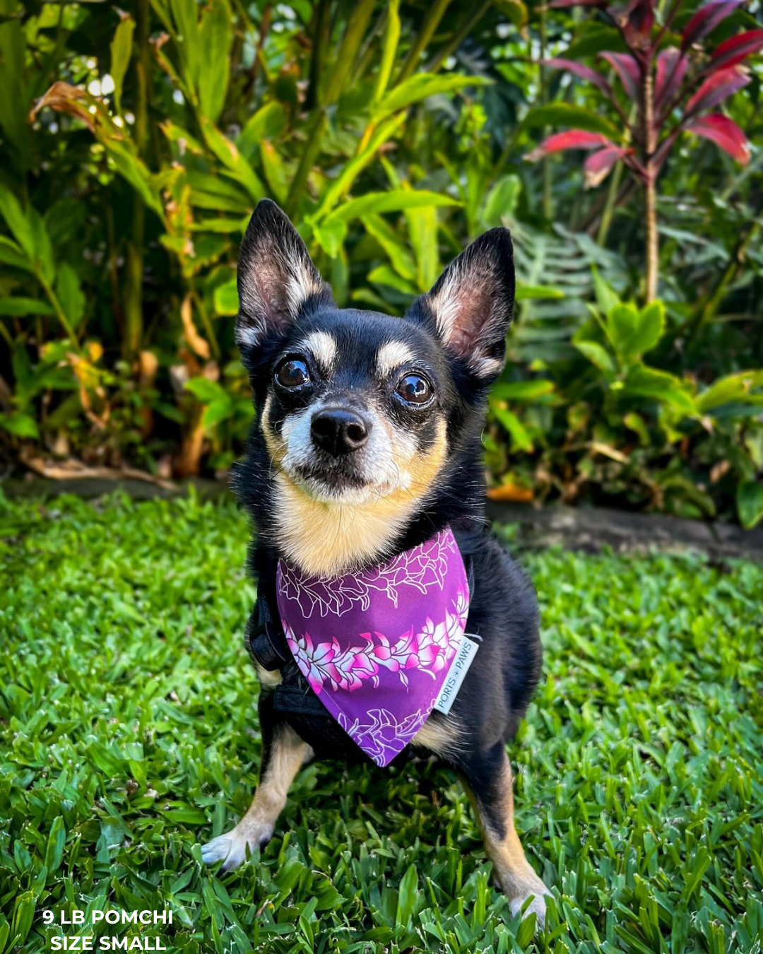 Ports and Paws – Großhandel Haustier-Bandana – Hund – SCHNELL TROCKNENDES HALSTUCH - ORCHID LEI7