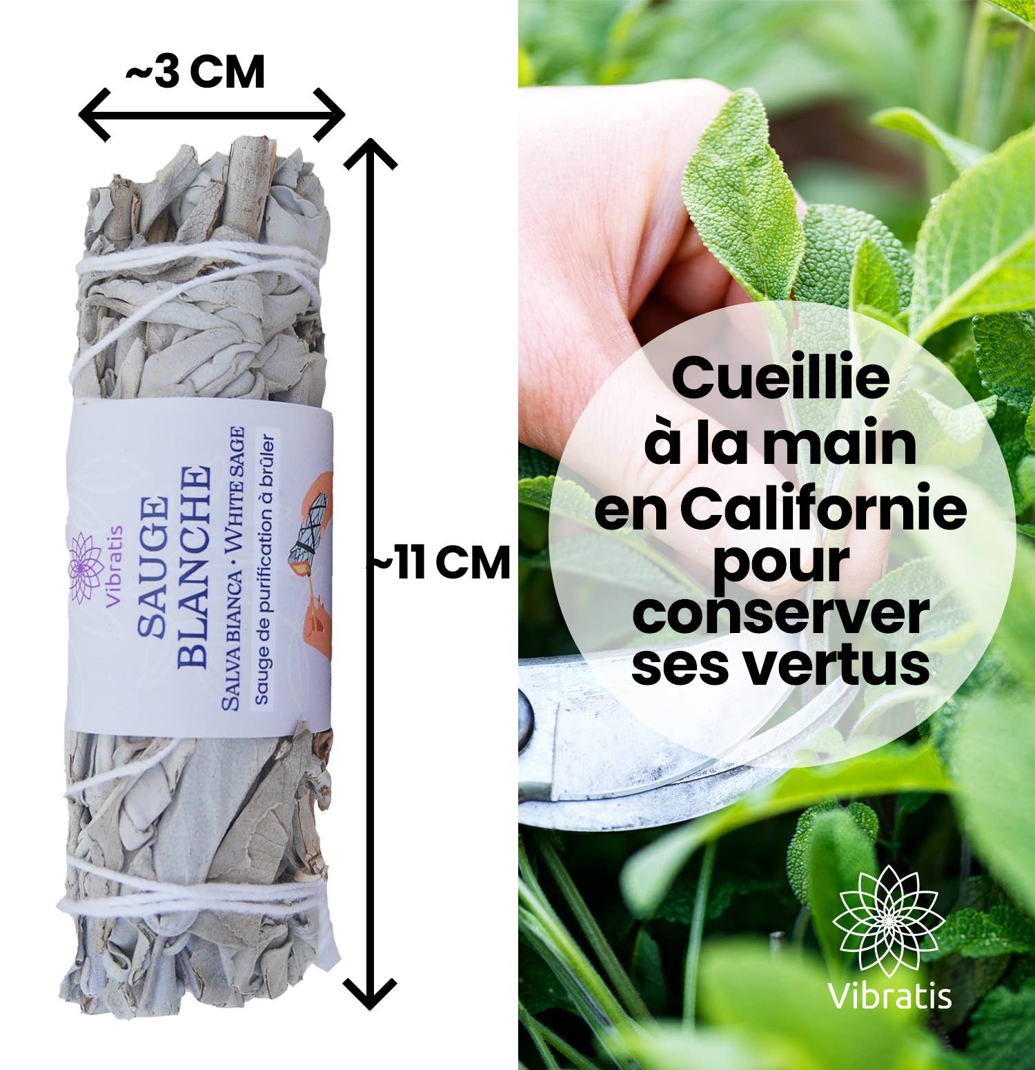 Vibratis - Wholesale Sage Bundle - 9+1 FREE: White sage stick in bulk1