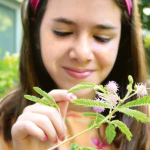 TickleMe Plant Company, Inc. - Wholesale Plant Seeds - TickleMe Plant Seed Packets (12)- Leaves close when Tickled!5