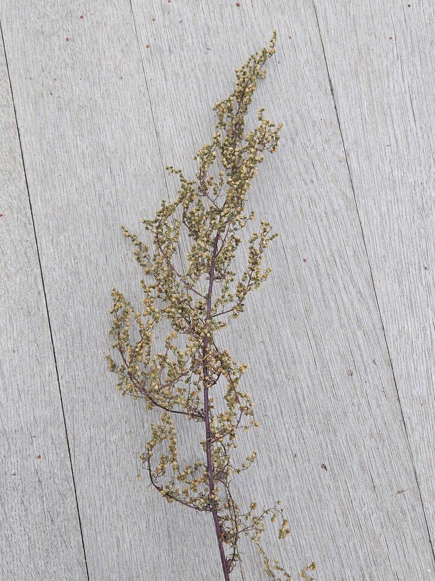 Alissas Flower Farm - Wholesale Dried/Pressed Flowers - Foliage:  Sweet Annie Artemisia1