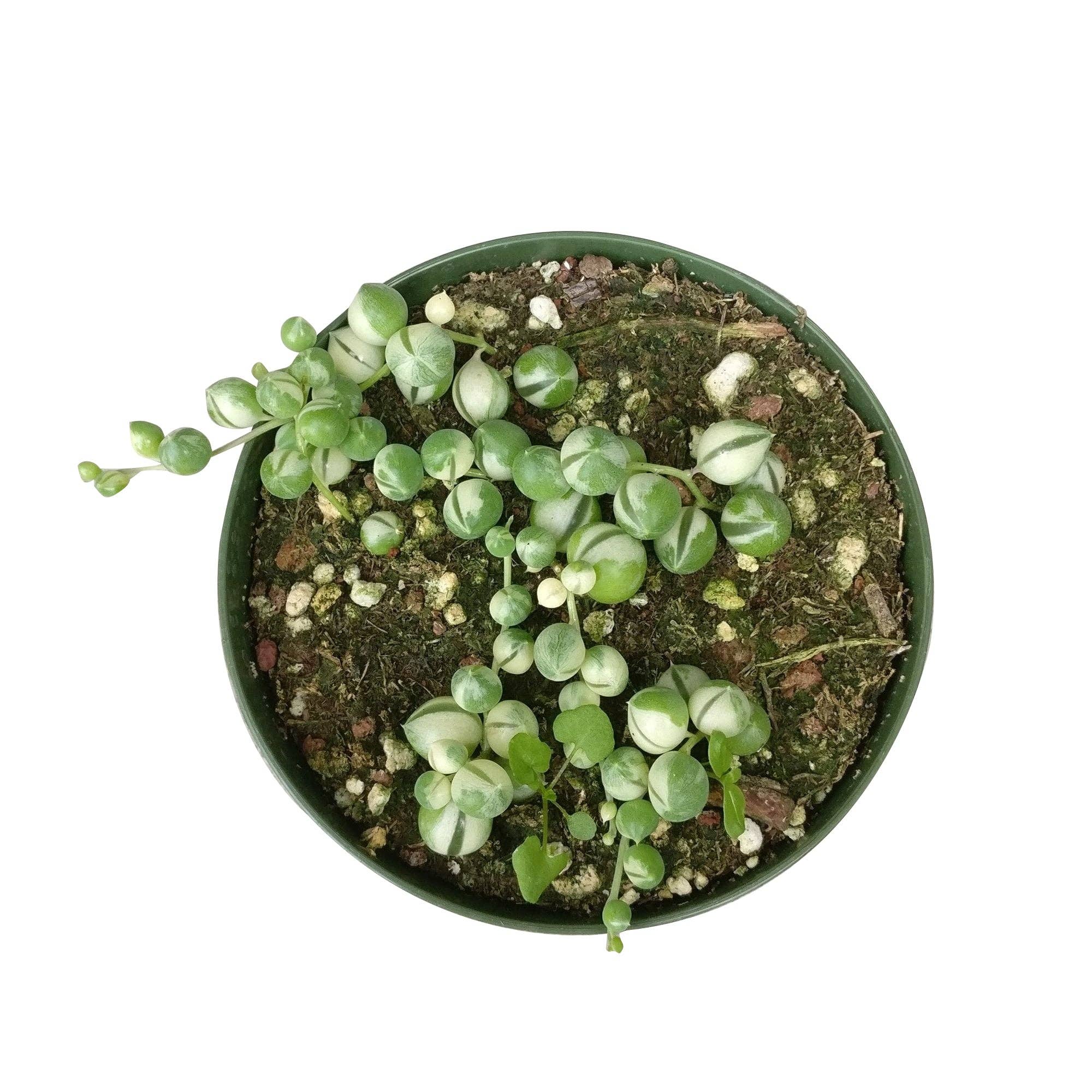 Best Plant Friend - Vente Succulentes - Collier de perles panaché, succulente à suspendre, 2/4/6 po6
