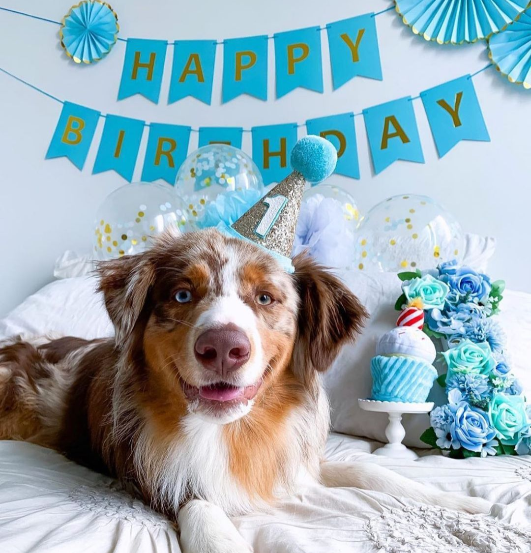 Little Blue Olive – wholesale Pet hat – Dog – FUN PARTY HATS!! - Large 8