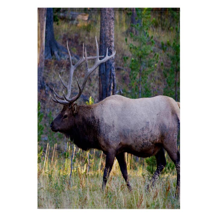 3dRose, Wapiti mâle broutant dans une prairie, région du Canyon du parc national de Yellowstone, Serviette pour la vente par 3dRose