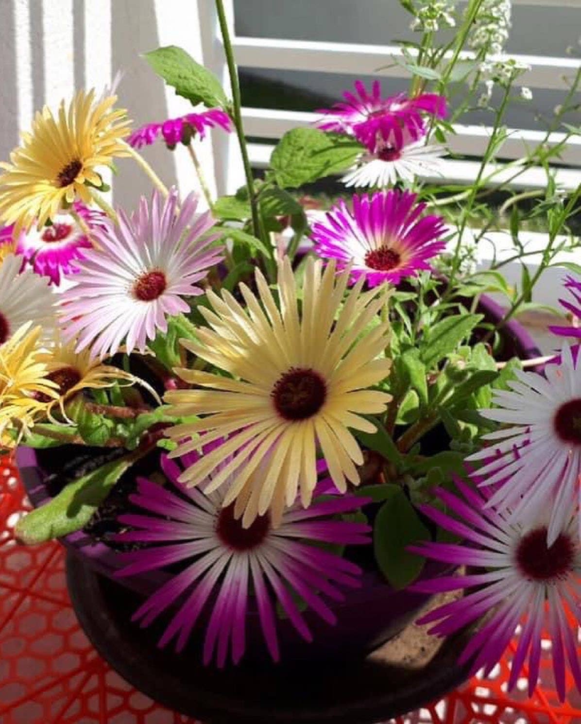 Les cartes de Lulu – Großhandel Muttertagskarten – Happy Grandma's Day Pflanzkarten – 15 Karten (3x 6 Modelle)2