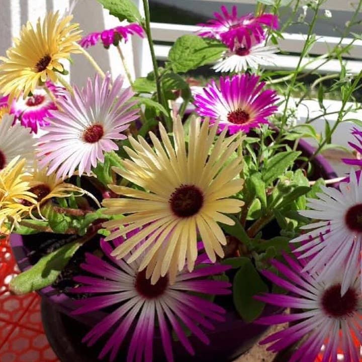 Les cartes de Lulu - Vendita all'ingrosso Biglietti di auguri per la Festa della Mamma - Biglietto con piante Happy Grandma's Day - (modelli 3x6)2