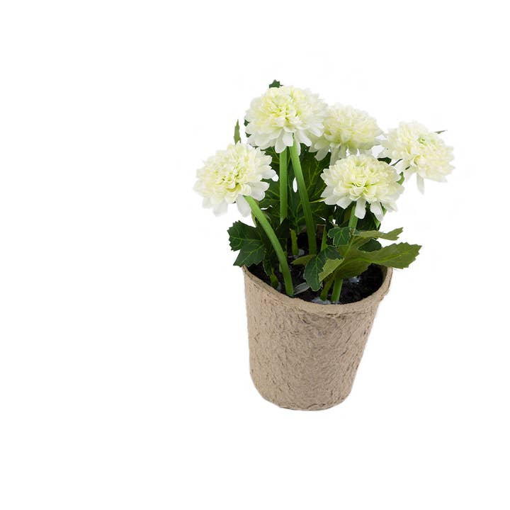 Closer2Nature – wholesale Artificial flowers – Artificial 18cm White Chrysanthemum Plant with Gift Box9