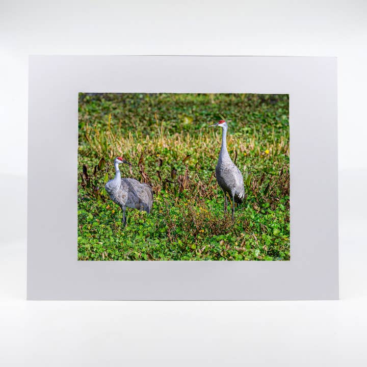Artwork-Sandhill Cranes 2 for wholesale by Mike Ring Photography