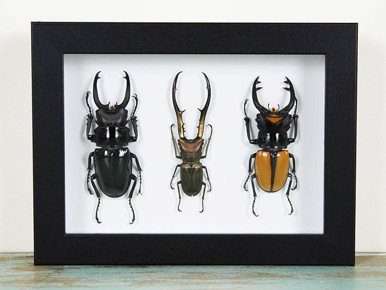 Newman Art Designs - Vente Décoration murale - Trois scarabées dans un cadre0