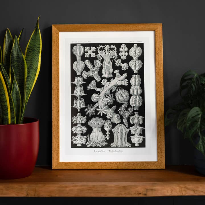 Ink & Drop – Großhandel Kunstdruck – Korallen Schwarz-Weiß-Antik-Print6