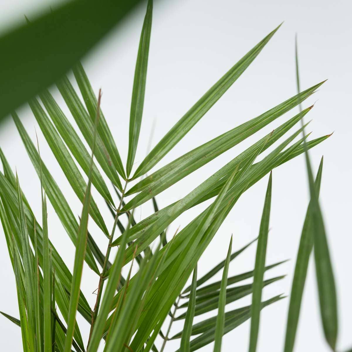 Oasis of Life – Großhandel Pflanzen – Zimmerpalmen-Mix – 6 Pflanzen – Indoor Palmmix – Höhe 50–70cm – Ø14cm – Tropische Zimmerpflanzen für Innenräume – Mit Pokon Pflanzendünger – Pflegeleicht & dekorativ4