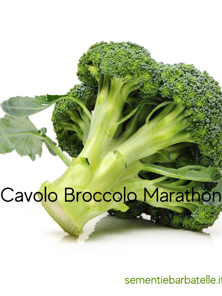 Marathon Broccoli Cabbage for wholesale by Sementi & Barbatelle