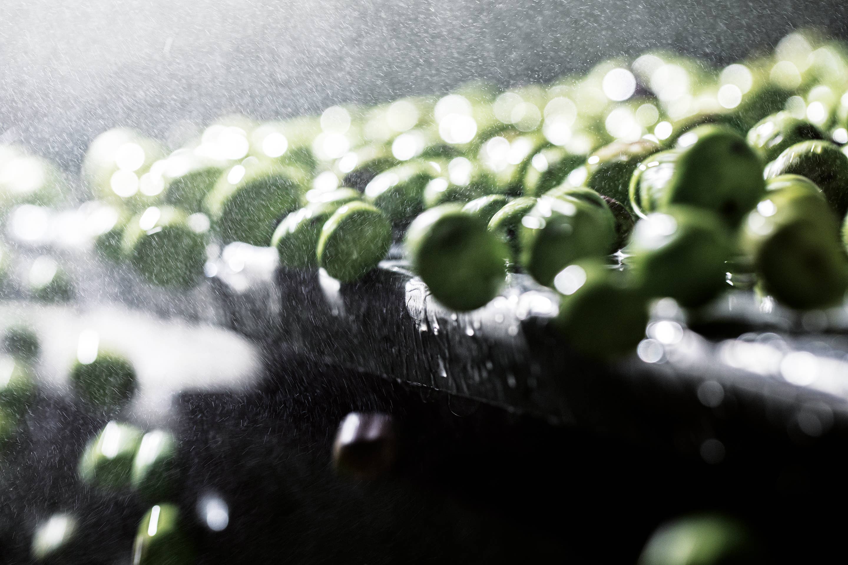 Oleificio Guccione - Vendita all'ingrosso Olio d'oliva - Guccione Medio 250ml - Olio Extra vergine d'oliva Premium6