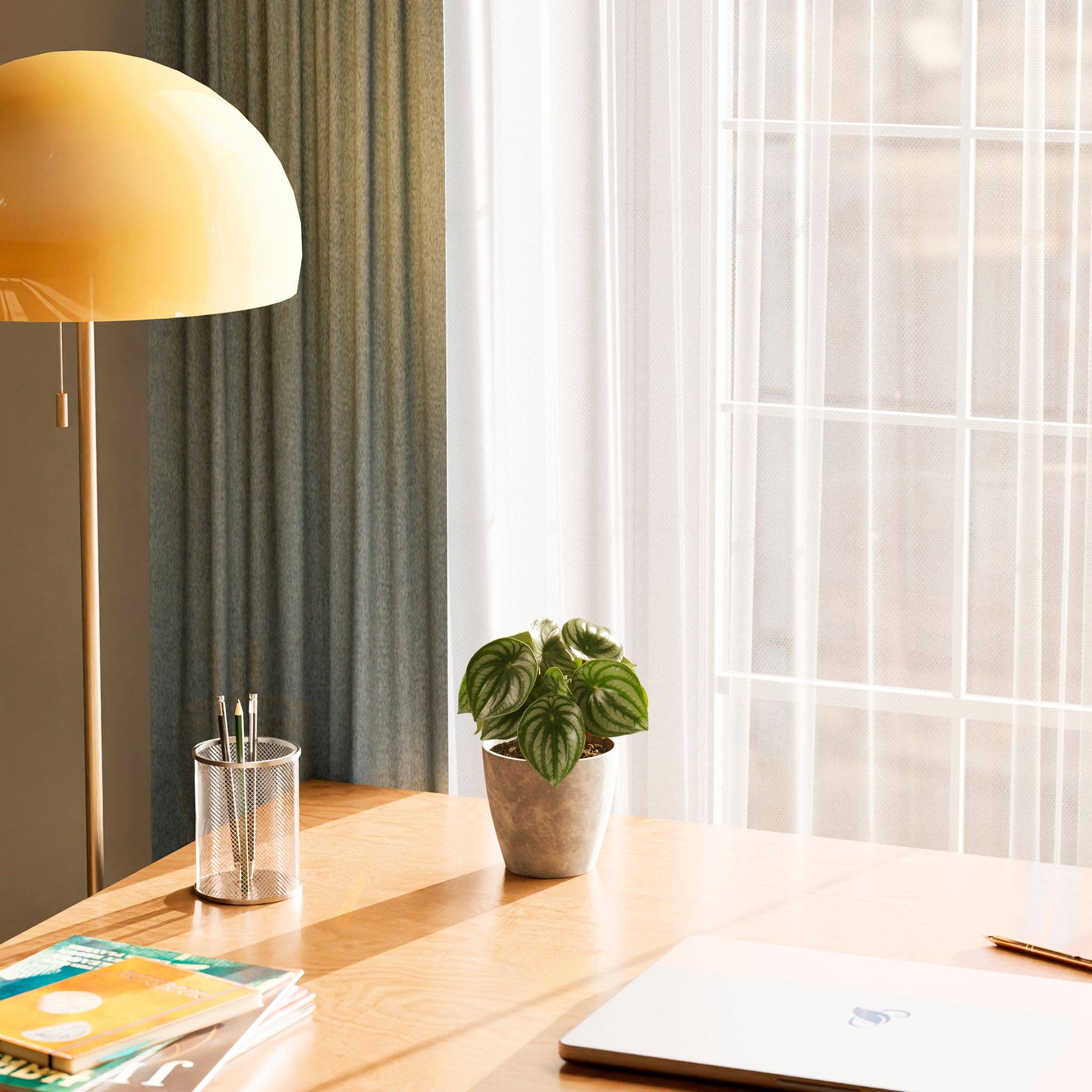 Lively Root - Wholesale Live Plant - Watermelon Peperomia7