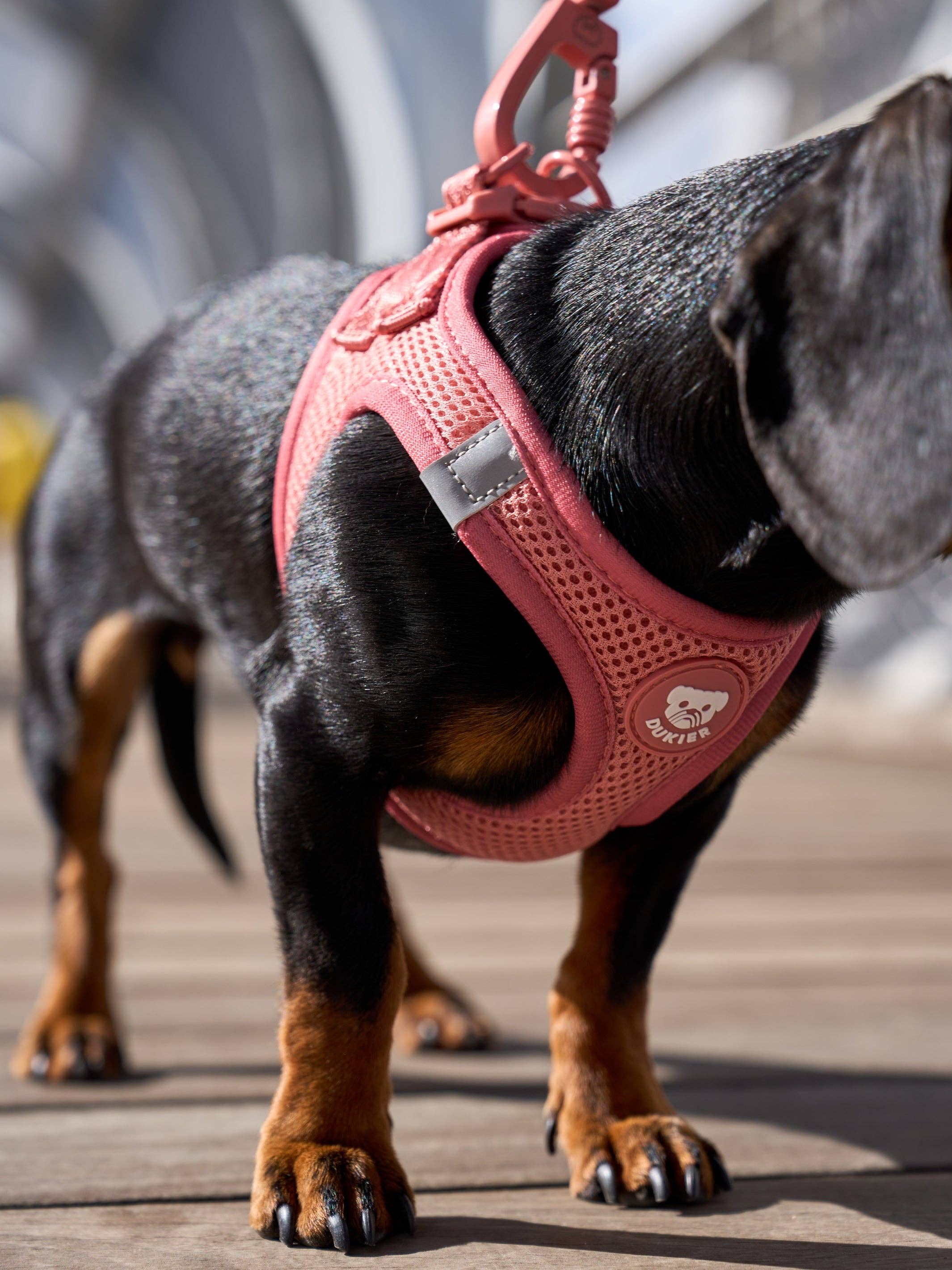 Dukier - Wholesale Pet Harness - Dog - TERRACOTTA DOG BODY HARNESS4