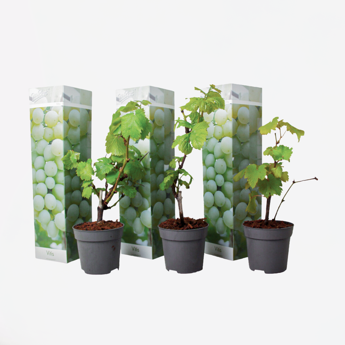 Oasis of Life - Wholesale Live Plant - Grapevine – 3 plants – Vitis Vinifera 'Chardonnay' – Height 25-40cm – ⌀9cm – White table grapes & wine grape plant – Hardy climbing plant for garden & terrace0