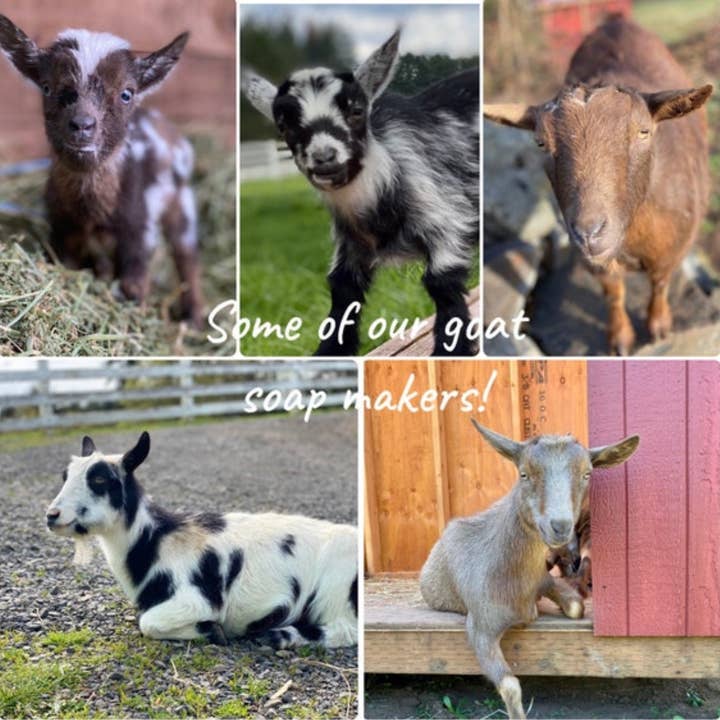 Tickle Creek Soap - Wholesale Bar Soap - Goat Milk Soap Oatmeal & Honey5