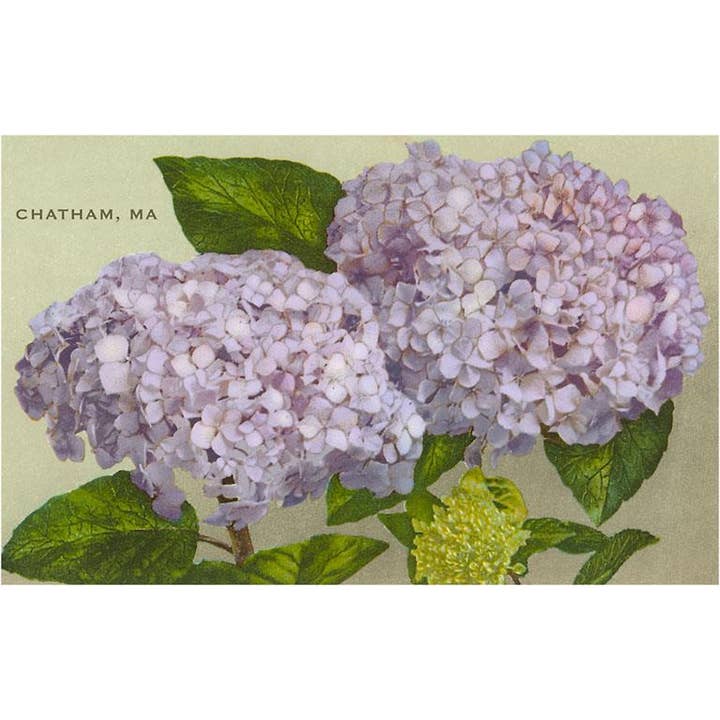 Postcard MA-807 Hydrangeas, Chatham, Massachusetts for wholesale by Found Image Press