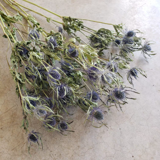 BLOOMINGFUL.COM – wholesale Dried/pressed flowers – Dried Thistle Flowers, 40+ Flowers - Small-Medium Head2