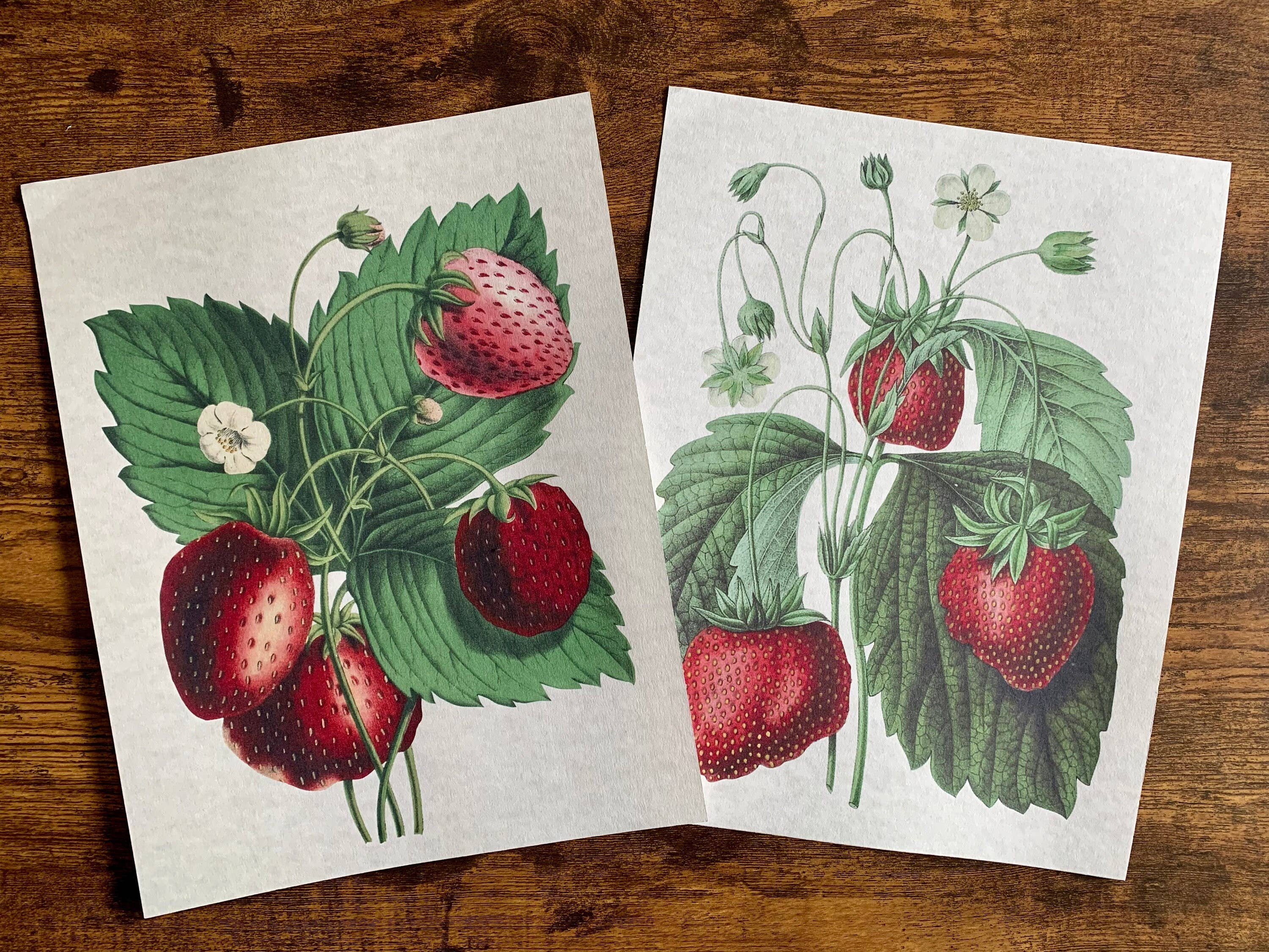 Magnifique Hearts - Wholesale Art Print - Vintage Style Strawberries Art Prints, Wall Decor, 2 Designs6