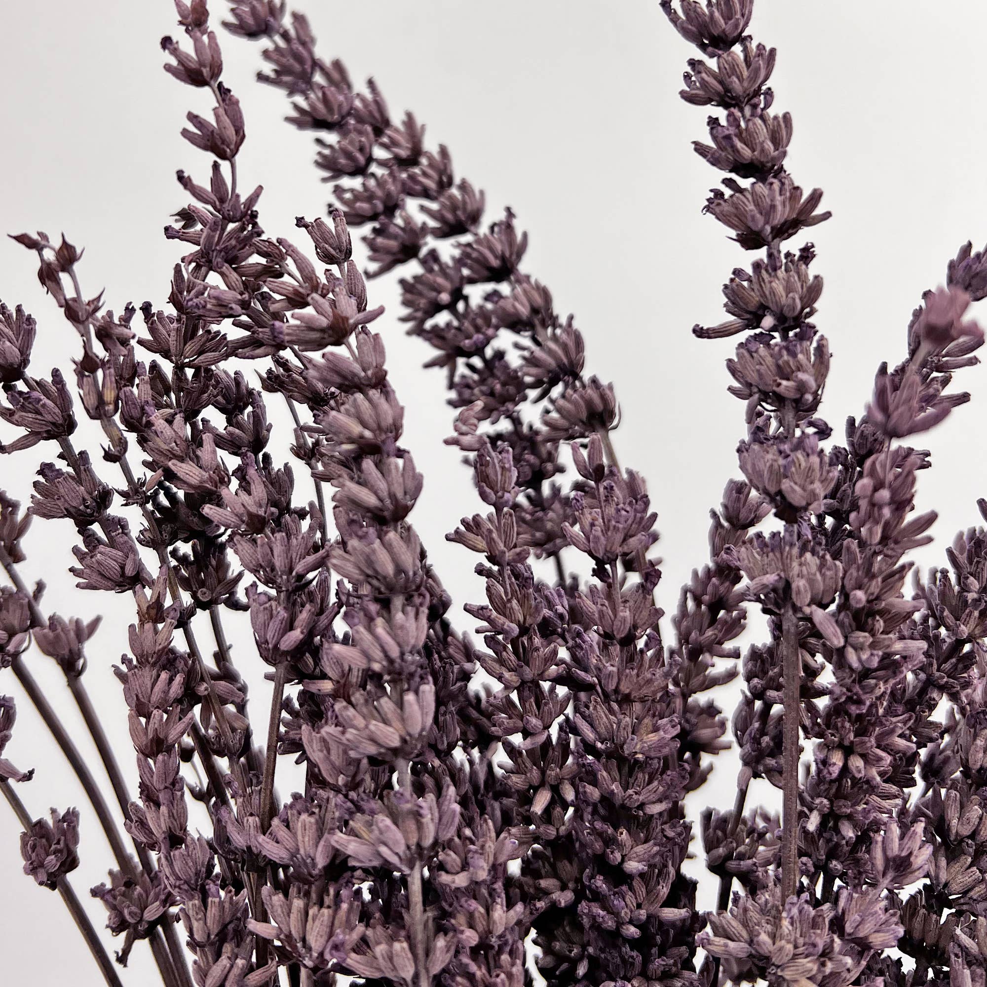 2626 Designs – Engroshandel Tørrede/pressede blomster – Tørrede konserverede lavendelbuketter, 53 cm, flere farver7