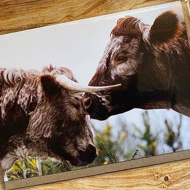 Tender Mother and Calf moment Greeting Card for wholesale by Alex Sharp