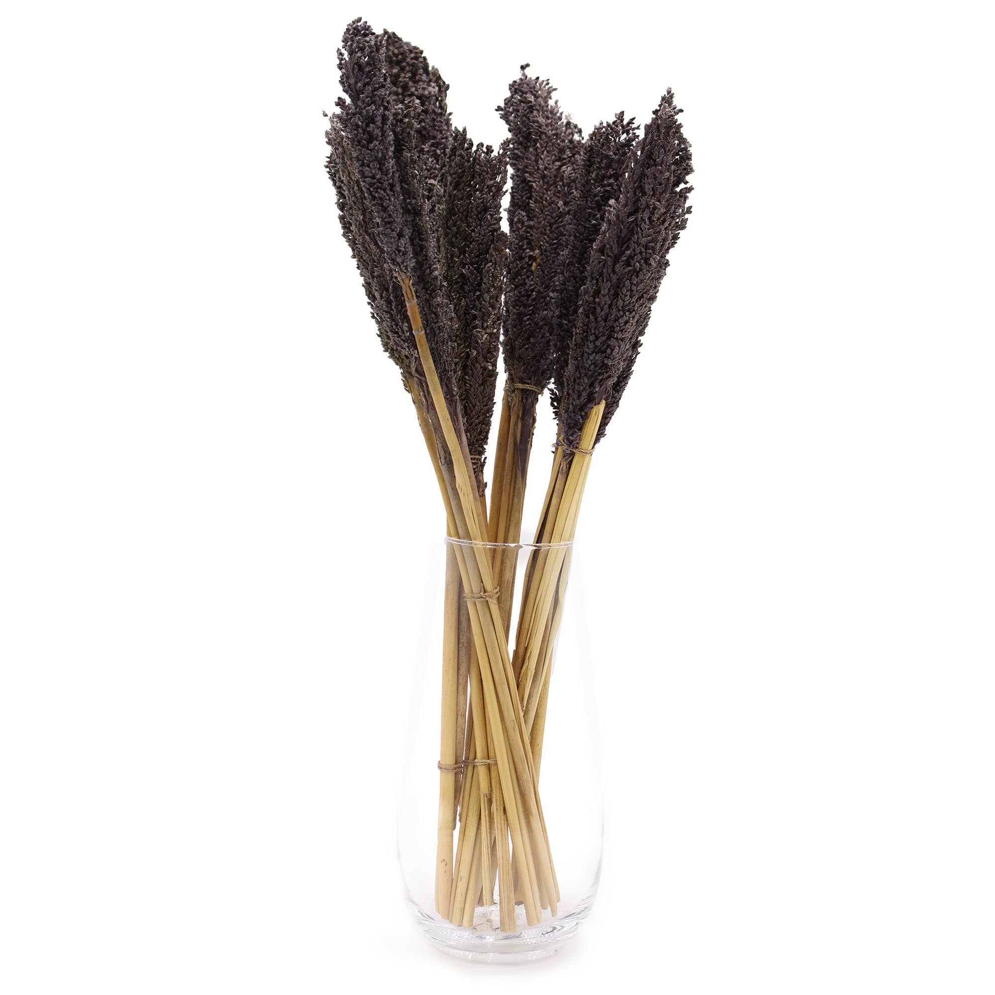 Ancient Wisdom – wholesale Dried/pressed flowers – Cantal Grass Bunch - Black4