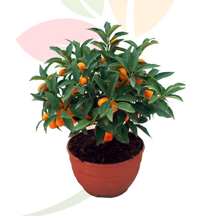 Citrus Fortunella Margarita (Kumquat) Terrine for wholesale by VIVERCID