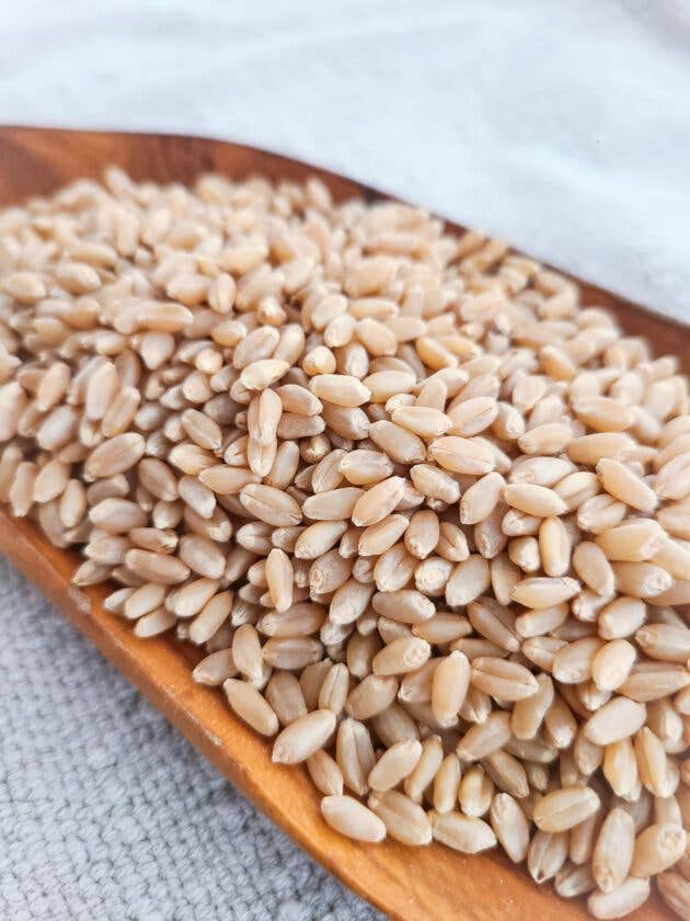 Bluebird Grain Farms - Wholesale Whole Grains - Organic Hard White Wheat Berries - 25 lb  1