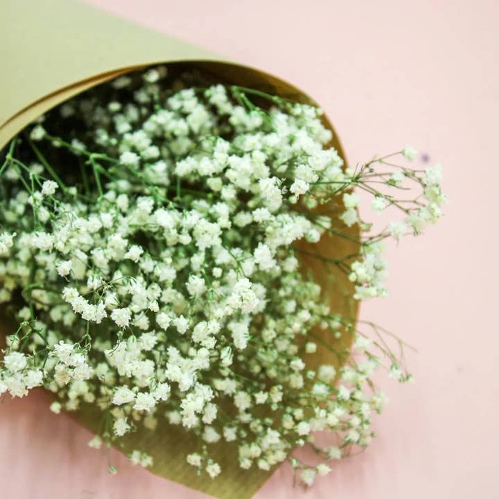 Wildestdreams.flowers - Wholesale Dried/pressed flowers - Fresh White Gypsophila - Baby's Breath Flowers 1
