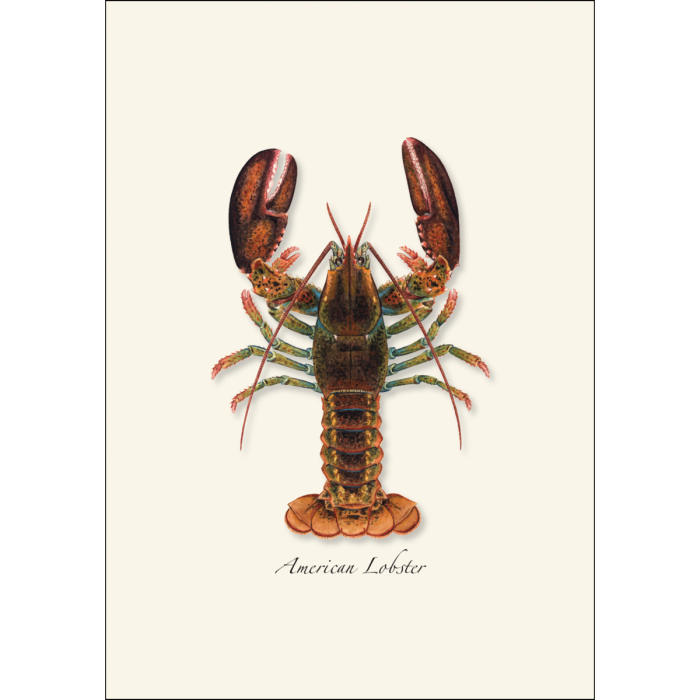 Earth Sky + Water - Wholesale Stationery/Notecard Set - Lobster1