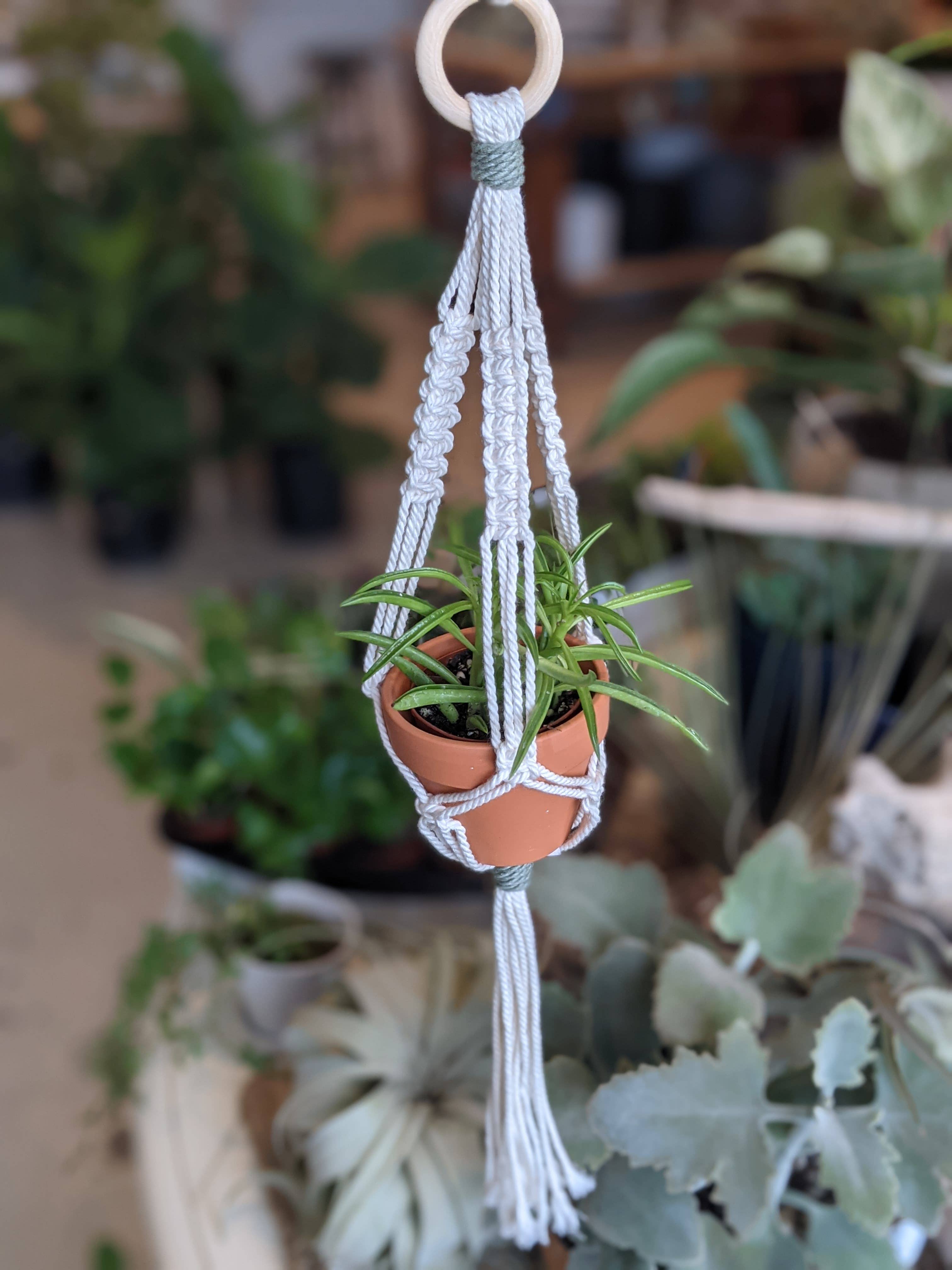 Leaf and Cord - Vente Jardinière suspendue - Cintre pour plantes en macramé - Le Petit0