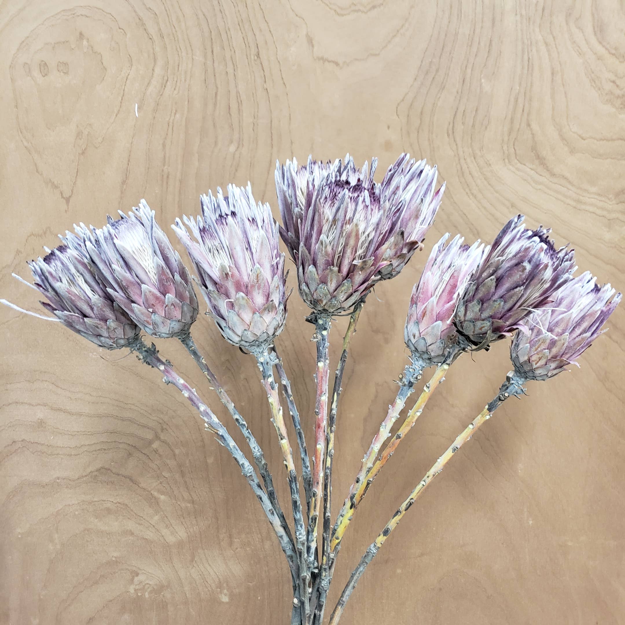 BLOOMINGFUL.COM - Wholesale Dried/Pressed Flowers - CLEARANCE - Dried Protea Pink Ice Flower3