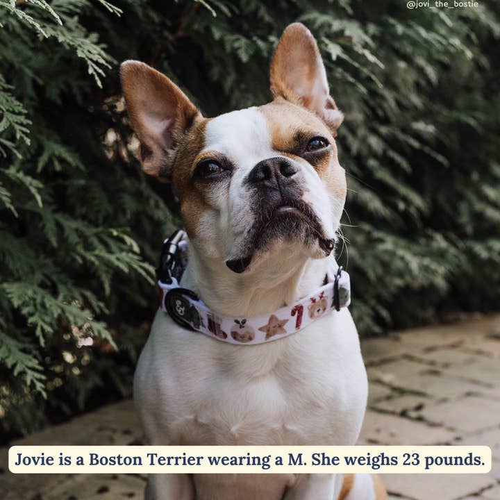 Lucy & Co. - Wholesale Pet Collar - Dog - The Jingle Bells Collar
