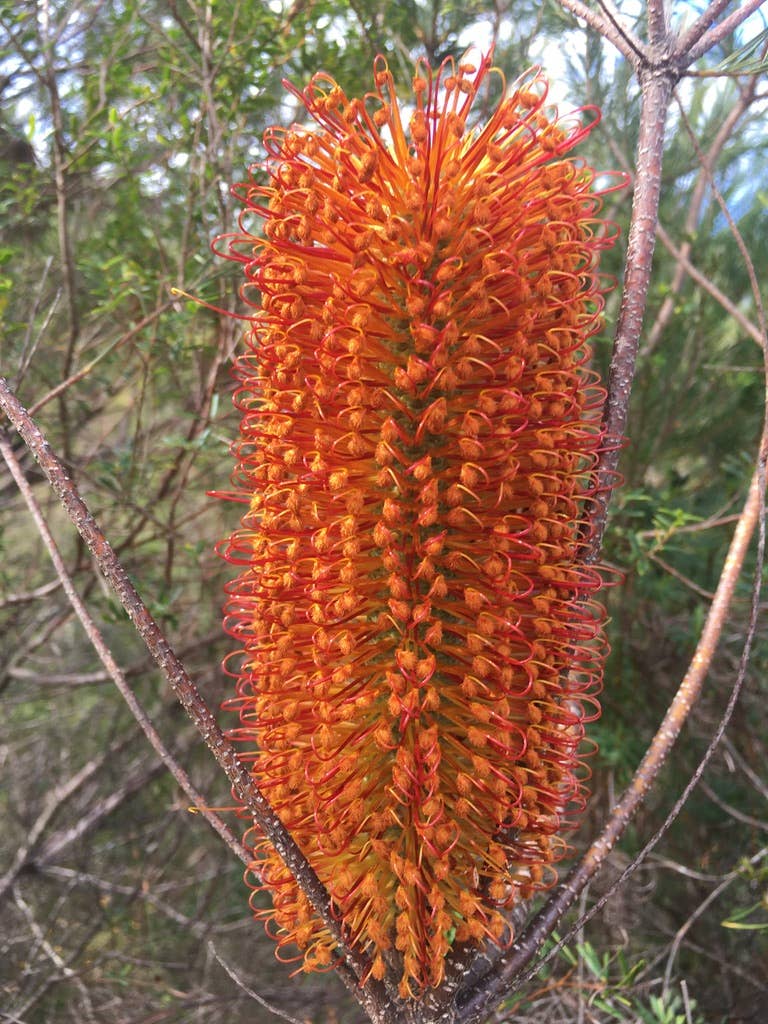 Australia's Manuka - Vente Miel - Miel fin de Banksia rouge 340g & 500g bouteilles souples2