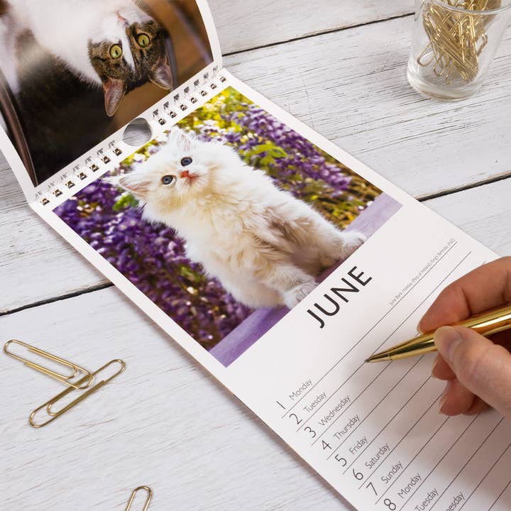 Robert Frederick Ltd - Wholesale Calendar - Cats Slim 2026 Wall Calendar4