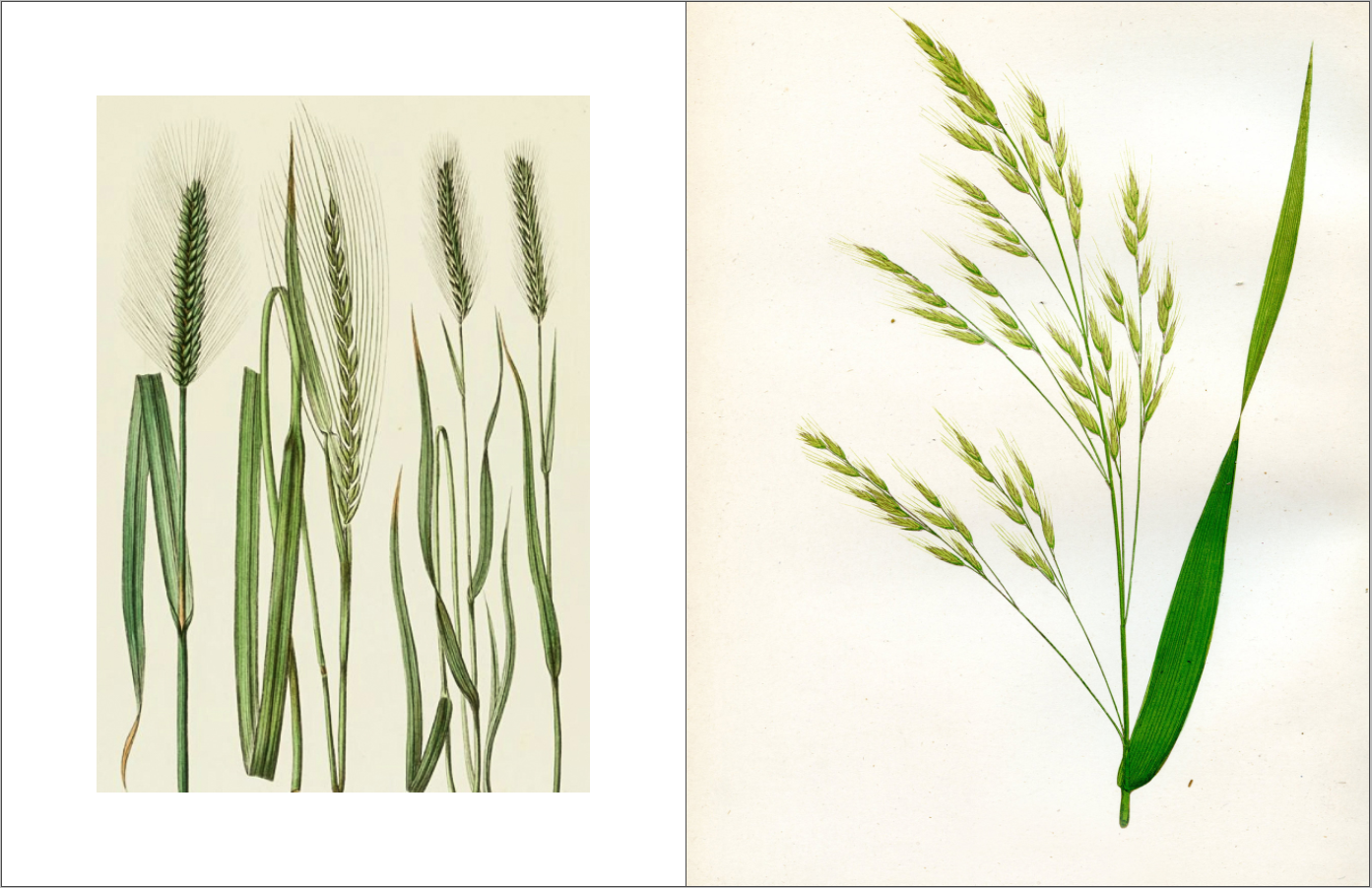 Honest Magazine – Engroshandel Magasin – De gamle korn Issue3