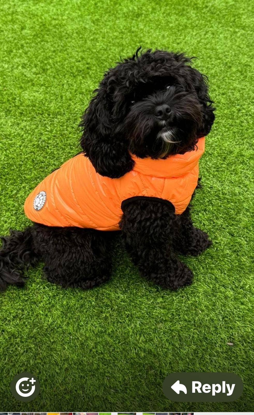 Henry Wag - Venta al por mayor Abrigo - Perros - Abrigo Acolchado para Perros de Doggy Concepts Outerwear11