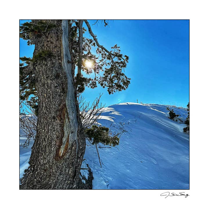 Arbre au bord de la pente pour la vente par Signature Image Gallery