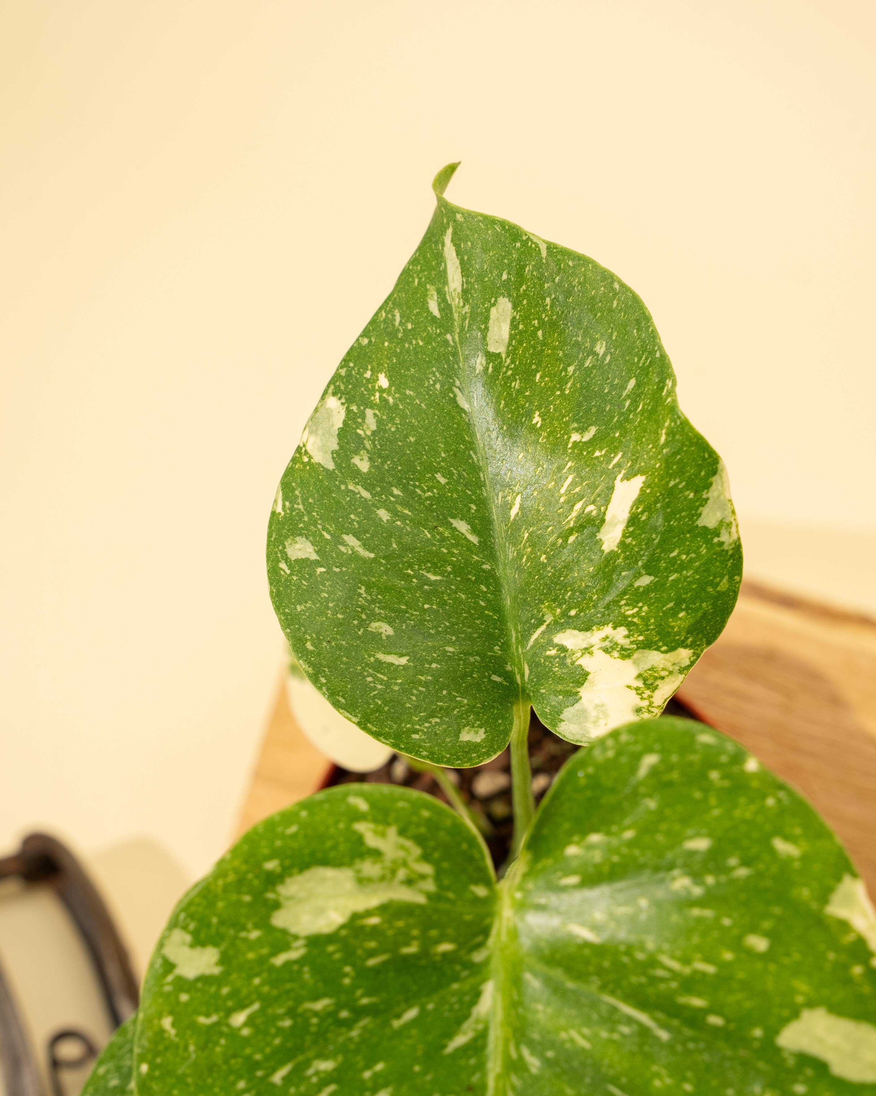 BWH Plant Co - Wholesale Live Plant - 4" Monstera 'Thai Constellation'7