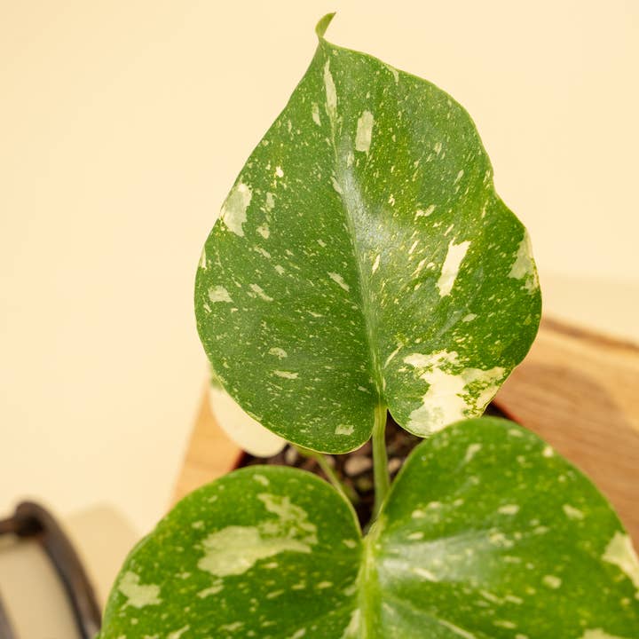 BWH Plant Co - Wholesale Live Plant - 4" Monstera 'Thai Constellation'7