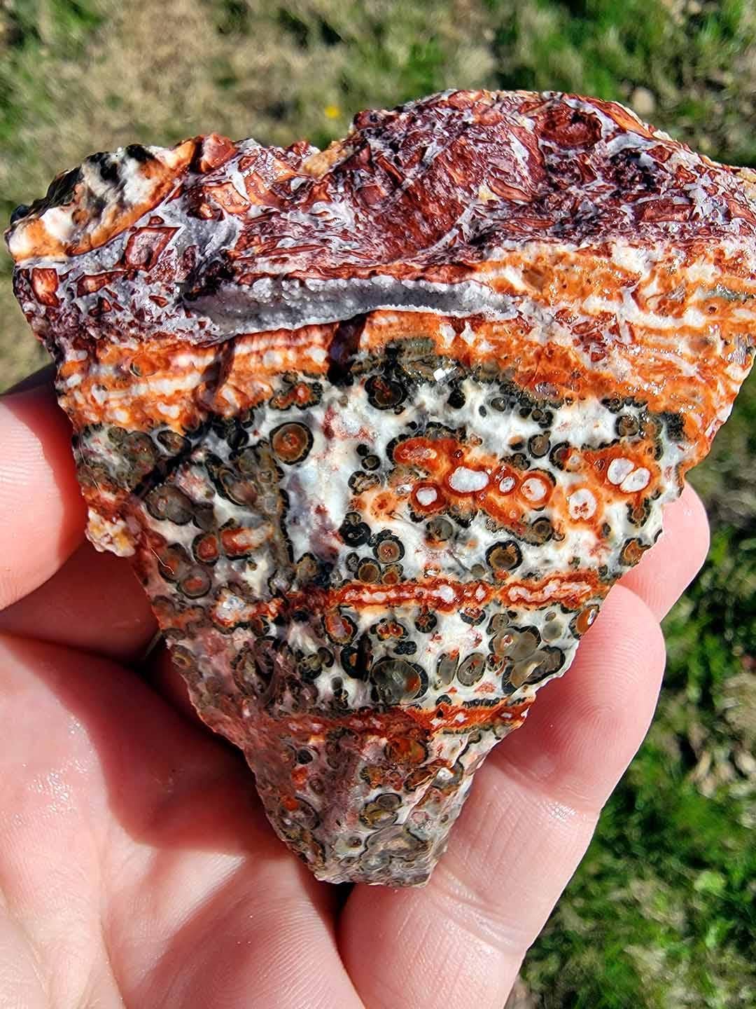 Lapidary Central – Pedra/cristal espiritual por atacado – Amostra Aleatória de Riólito Pele de Leopardo Mexicano em Bruto!3