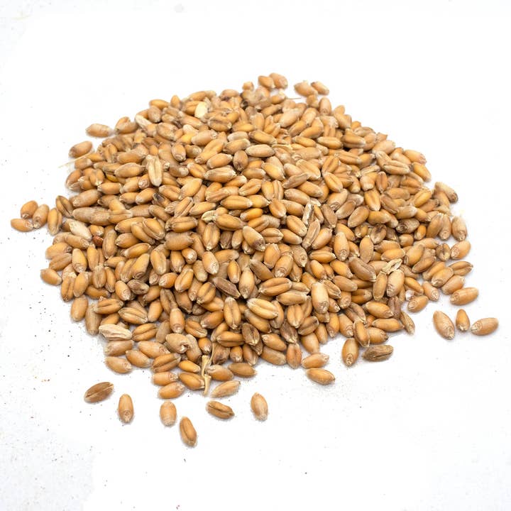 Dahlia Pets - Wholesale Plant Seeds - Non-GMO Wheat Seeds for Sprouting Fodder (Wheat Grass) -- Sustainably Grown In Missouri To Encourage Positive Behaviors
