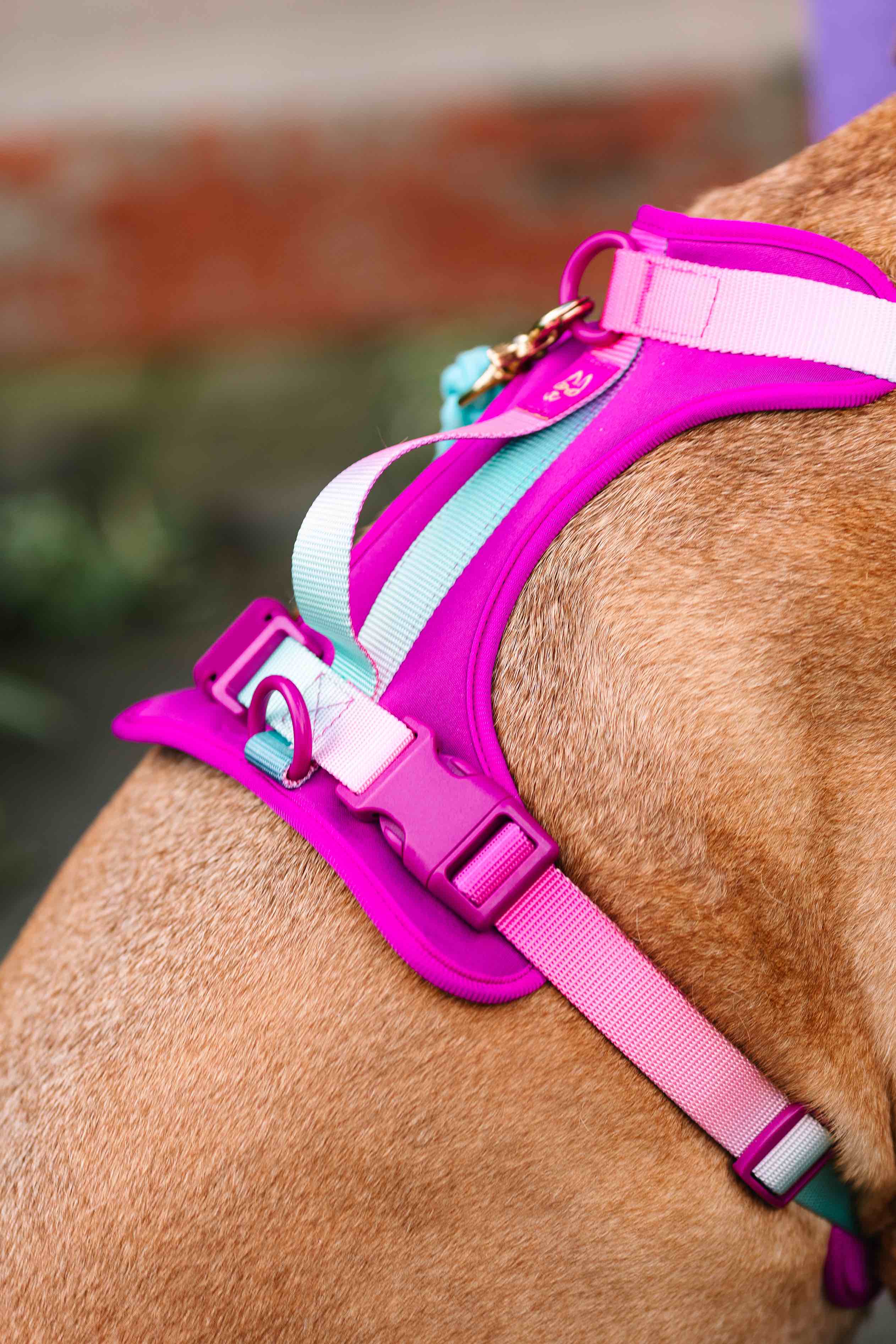 Pink Papyrus | Premium, Durable, & Stylish Dog Products - Wholesale Pet Harness - Dog - Joana Dog Harness | No Pull Dog Harness | Purple Dog Harness7