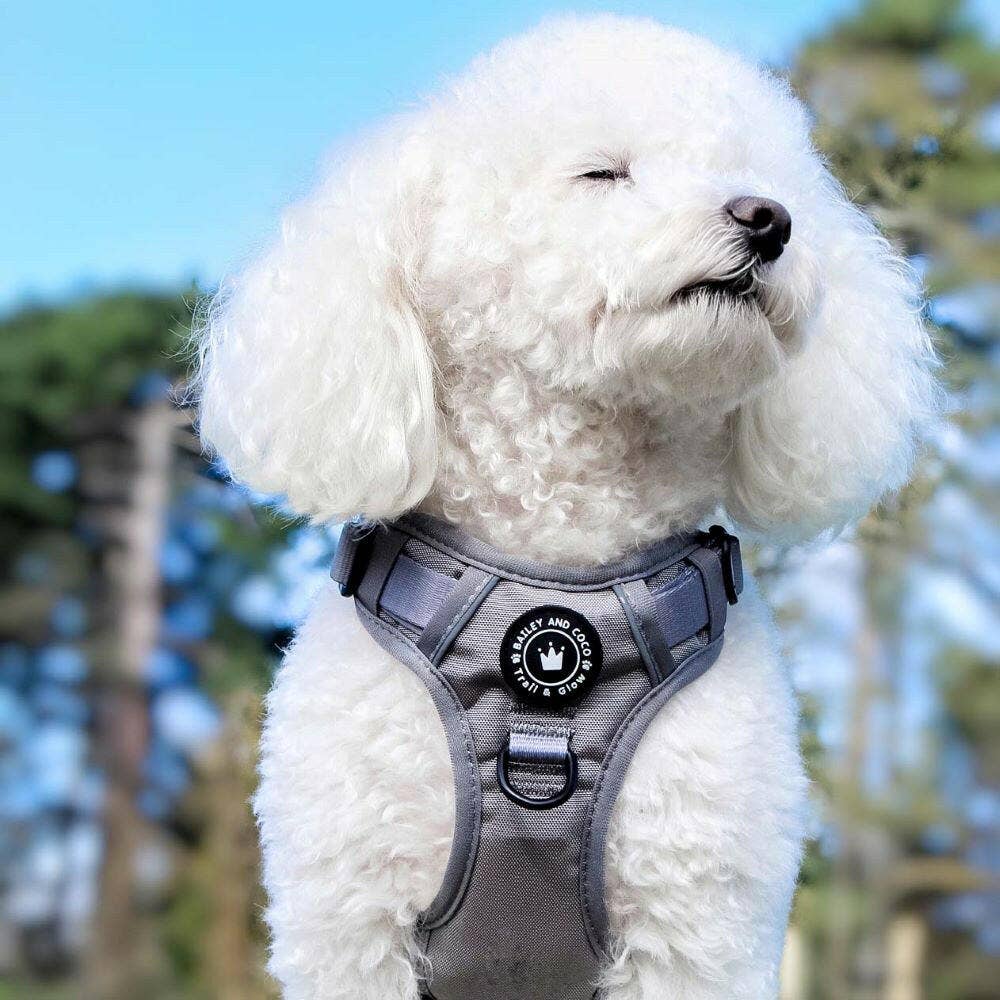 Bailey and Coco - Vente Harnais – chien - Harnais pour chien Trail & Glow® - The Silver Grey One4