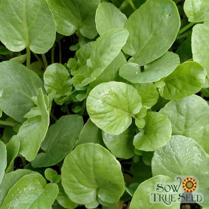 Sow True Seed - Vente Graines de plantes - Graines de cresson - Creasy Greens3