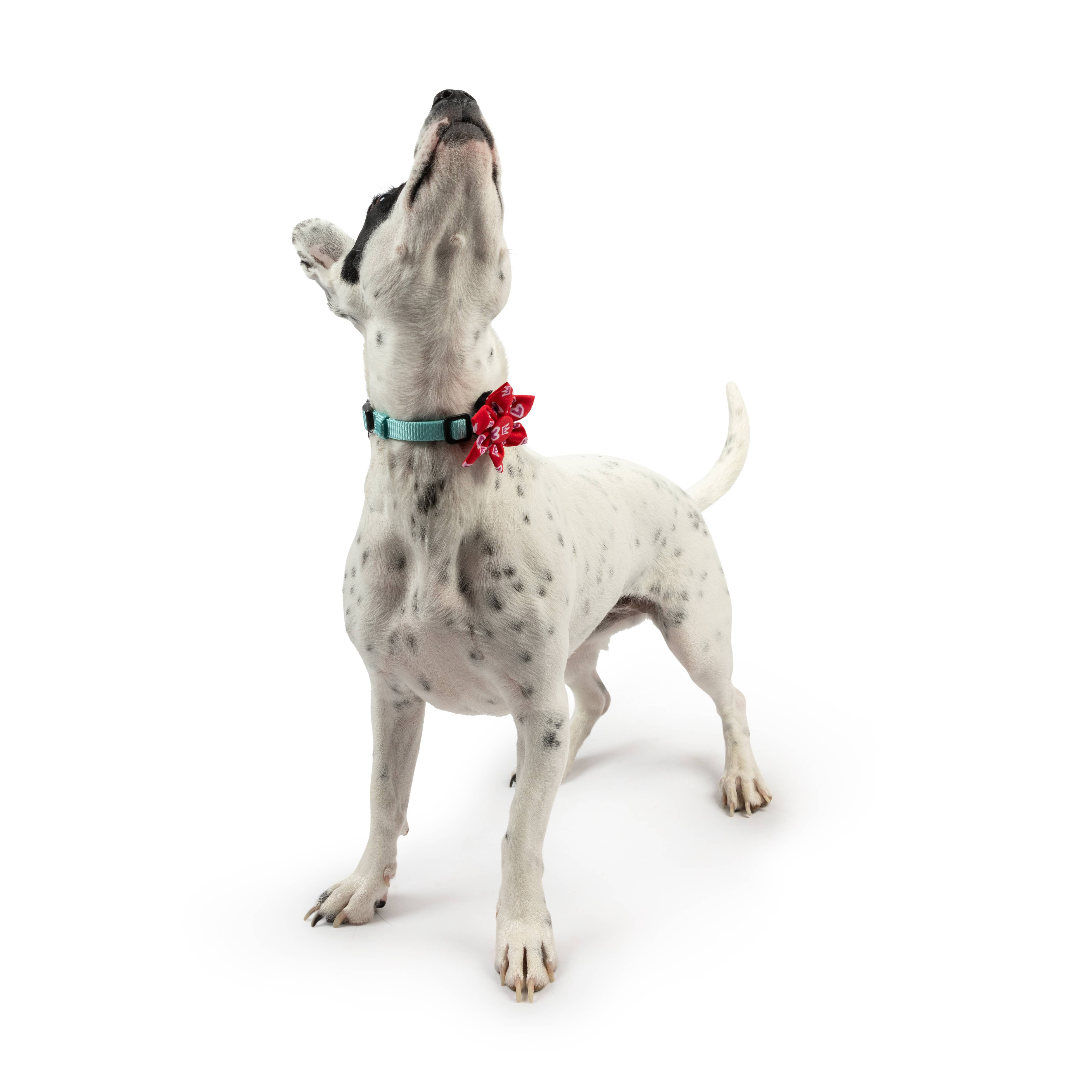 Huxley & Kent – wholesale Fluga - Katt och hund – Kung och drottning av hjärtan Pinwheel3