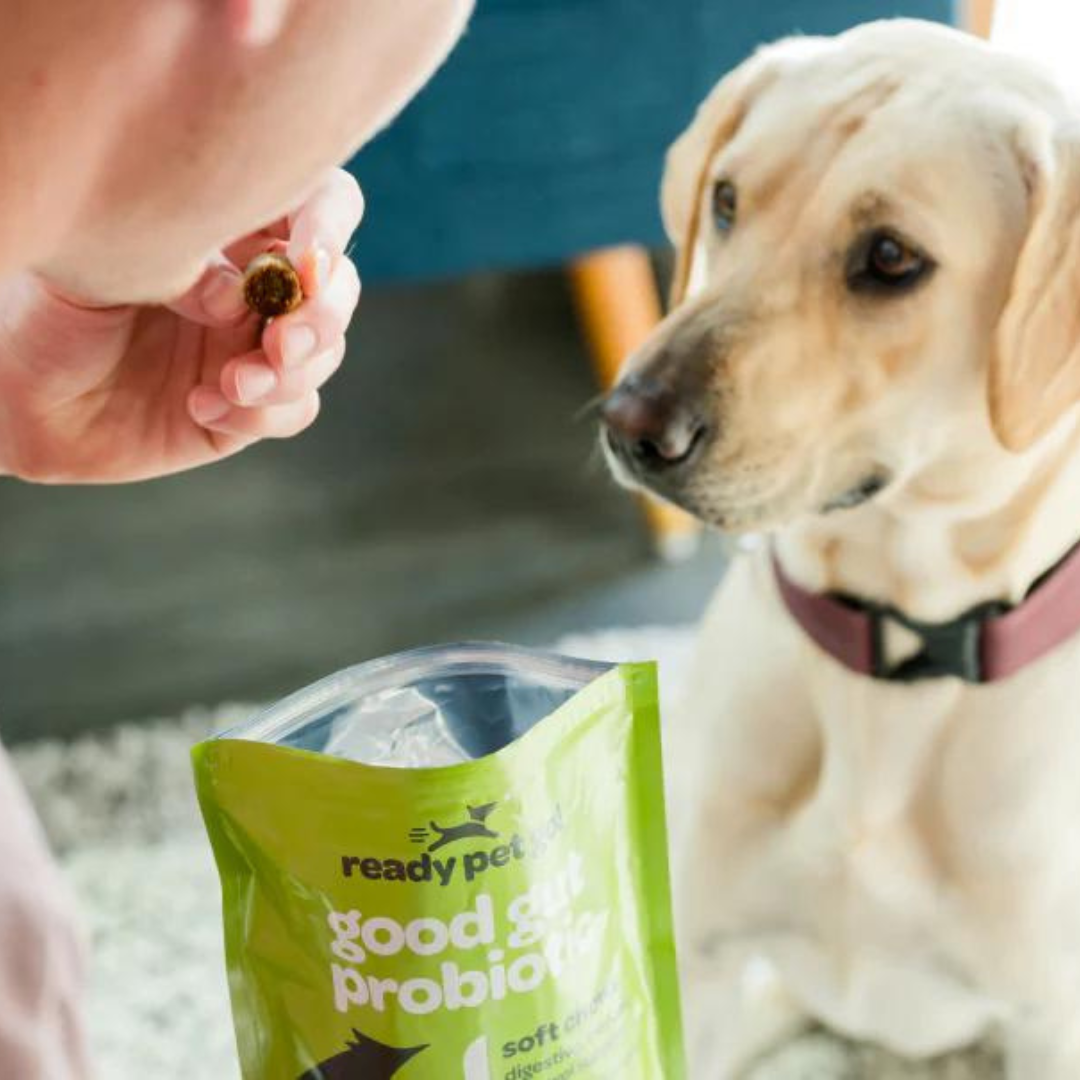 Ready Pet Go – Großhandel Nahrungsergänzungsmittel für Haustiere – Hund – Gut Health Probiotische Kauartikel für Hunde — Unterstützung der Verdauung2